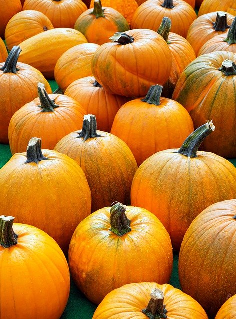 Pumpkin Plant Vegetables Autumn  - matthiasboeckel / Pixabay