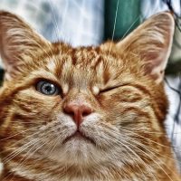 Wink Funny Cat Mackerel Red Pet  - Alexas_Fotos / Pixabay