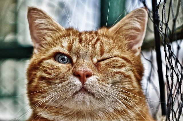 Wink Funny Cat Mackerel Red Pet  - Alexas_Fotos / Pixabay